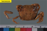 藏品(絨毛近方蟹)的圖片